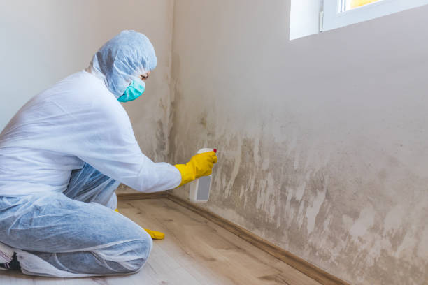 Licensed Black Mold Remediation service in Ferndale, MI - Car Mold Remediation