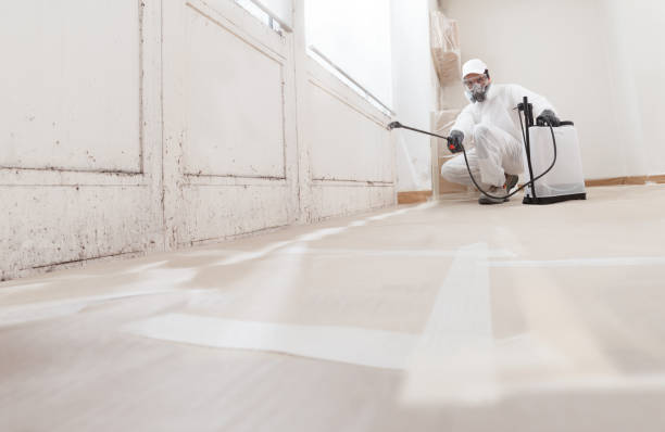 24/7 Emergency Black Mold Remediation experts in Ferndale, MI