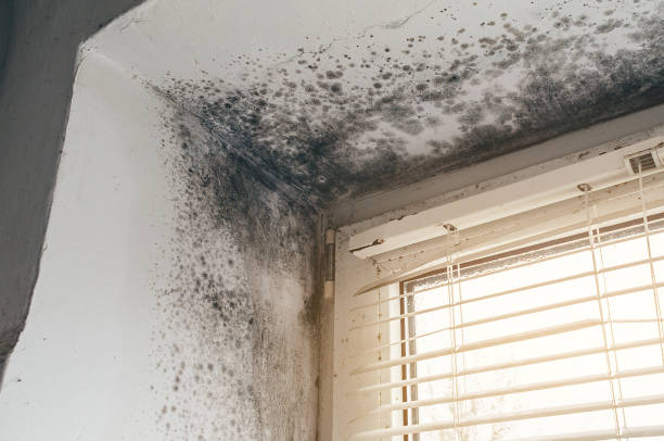 Affordable Black Mold Remediation solutions in Ferndale, MI