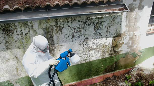 Top rated local Black Mold Remediation specialists in Ferndale, MI